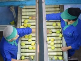 Uruguay Los cítricos tuvieron el monto exportado más alto en los últimos cinco años