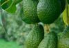 Westfalia Fruit lidera Programa de Mejoramiento Genético de la palta en Sudáfrica
