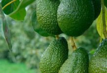 Westfalia Fruit lidera Programa de Mejoramiento Genético de la palta en Sudáfrica