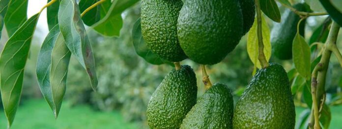 Westfalia Fruit lidera Programa de Mejoramiento Genético de la palta en Sudáfrica