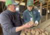 Productores/as de la provincia de Arauco certifican su producción de semilla de papa