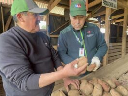 Productores/as de la provincia de Arauco certifican su producción de semilla de papa
