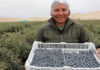 Perú se consolida como el mayor exportador mundial de arándanos