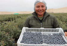 Perú se consolida como el mayor exportador mundial de arándanos