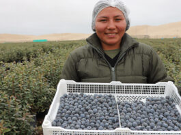 Perú se consolida como el mayor exportador mundial de arándanos Perú se consolida como el mayor exportador mundial de arándanos