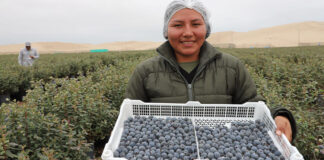 Perú se consolida como el mayor exportador mundial de arándanos