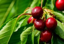 Argentina Inicia la cosecha de cerezas «extratempranas»