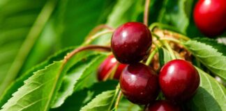 Argentina Inicia la cosecha de cerezas «extratempranas»
