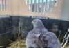 Ejemplar de Vari es devuelto a su hábitat natural las cercanías del humedal Rocuant