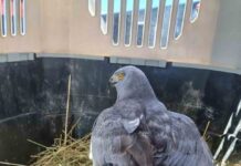 Ejemplar de Vari es devuelto a su hábitat natural las cercanías del humedal Rocuant