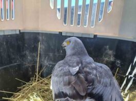 Ejemplar de Vari es devuelto a su hábitat natural las cercanías del humedal Rocuant