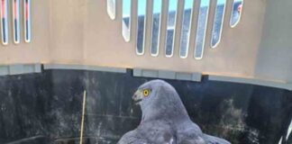Ejemplar de Vari es devuelto a su hábitat natural las cercanías del humedal Rocuant