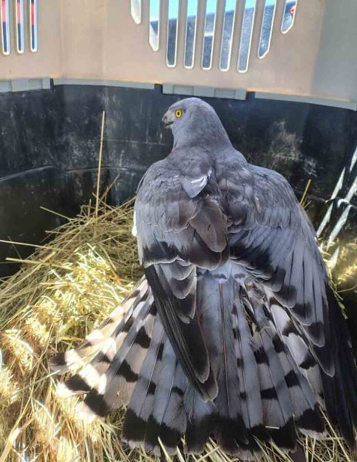 Ejemplar de Vari es devuelto a su hábitat natural las cercanías del humedal Rocuant