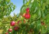 Chile lidera el mercado chino de duraznos y nectarines