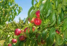 Chile lidera el mercado chino de duraznos y nectarines