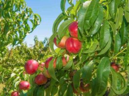 Chile lidera el mercado chino de duraznos y nectarines Chile lidera el mercado chino de duraznos y nectarines