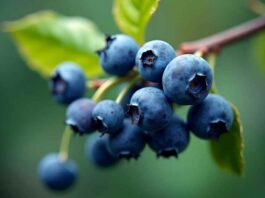 Comité de Arándanos de Frutas de Chile proyecta leve incremento en las exportaciones de arándanos frescos para la temporada 2025-2026 Comité de Arándanos de Frutas de Chile proyecta leve incremento en las exportaciones de arándanos frescos para la temporada 2025-2026