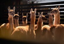 Inédito proyecto de rewilding busca impulsar el repoblamiento del guanaco en la cordillera de la Región Metropolitana