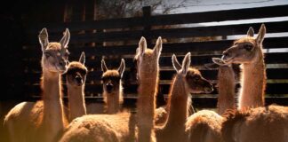 Inédito proyecto de rewilding busca impulsar el repoblamiento del guanaco en la cordillera de la Región Metropolitana