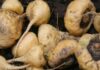 Ingemmet: Perú contará con geología de la maca en 2026