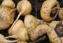 Ingemmet: Perú contará con geología de la maca en 2026
