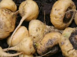 Ingemmet: Perú contará con geología de la maca en 2026