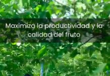 Polinización Asistida en Nogales Región metropolitana Chile Polinización Asistida en Nogales Región metropolitana Chile. Zimex Smart Agro / Europollen: Refuerzo Estratégico de Polen con Tecnología de Viento