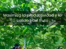 Zimex aplica Polinización Asistida en Nogales RM Chile Polinización Asistida en Nogales Región metropolitana Chile. Zimex Smart Agro / Europollen: Refuerzo Estratégico de Polen con Tecnología de Viento