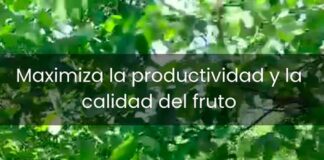 Polinización Asistida en Nogales Región metropolitana Chile. Zimex Smart Agro / Europollen: Refuerzo Estratégico de Polen con Tecnología de Viento