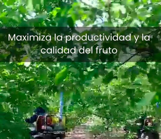 Zimex aplica Polinización Asistida en Nogales RM Chile Polinización Asistida en Nogales Región metropolitana Chile. Zimex Smart Agro / Europollen: Refuerzo Estratégico de Polen con Tecnología de Viento