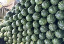 Argentina retomó las exportaciones de sandías a Uruguay tras más de 40 años