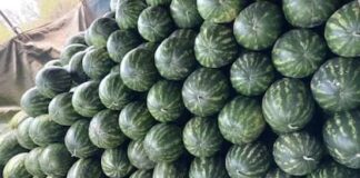 Argentina retomó las exportaciones de sandías a Uruguay tras más de 40 años Argentina retomó las exportaciones de sandías a Uruguay tras más de 40 años