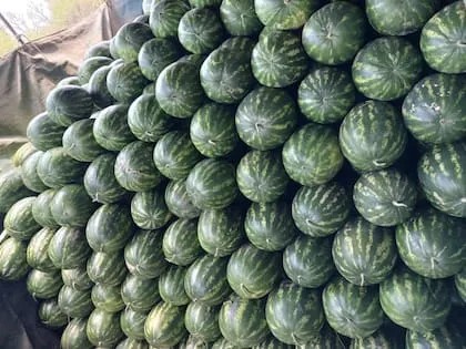 sandia-expor Argentina retomó las exportaciones de sandías a Uruguay tras más de 40 años