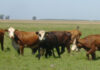 Control integrado: la estrategia de INTA contra la garrapata bovina