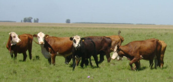 Control integrado: la estrategia de INTA contra la garrapata bovina