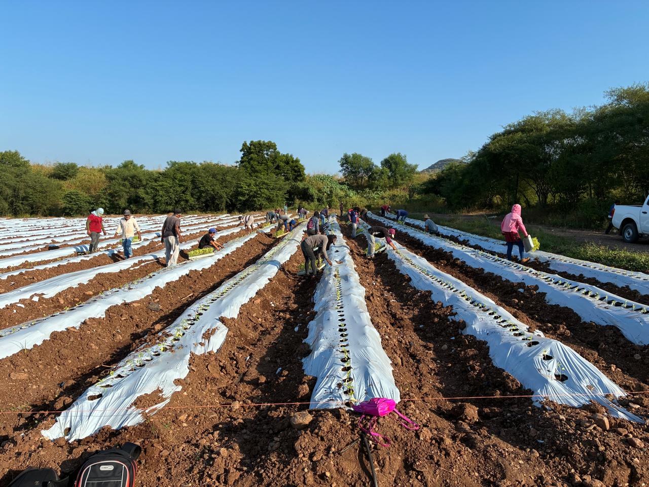 Terragénesis, Agro-Innovación y Agricultura Regenerativa: Comienza la Plantación de Pimentón Orgánico en México con Destino a California