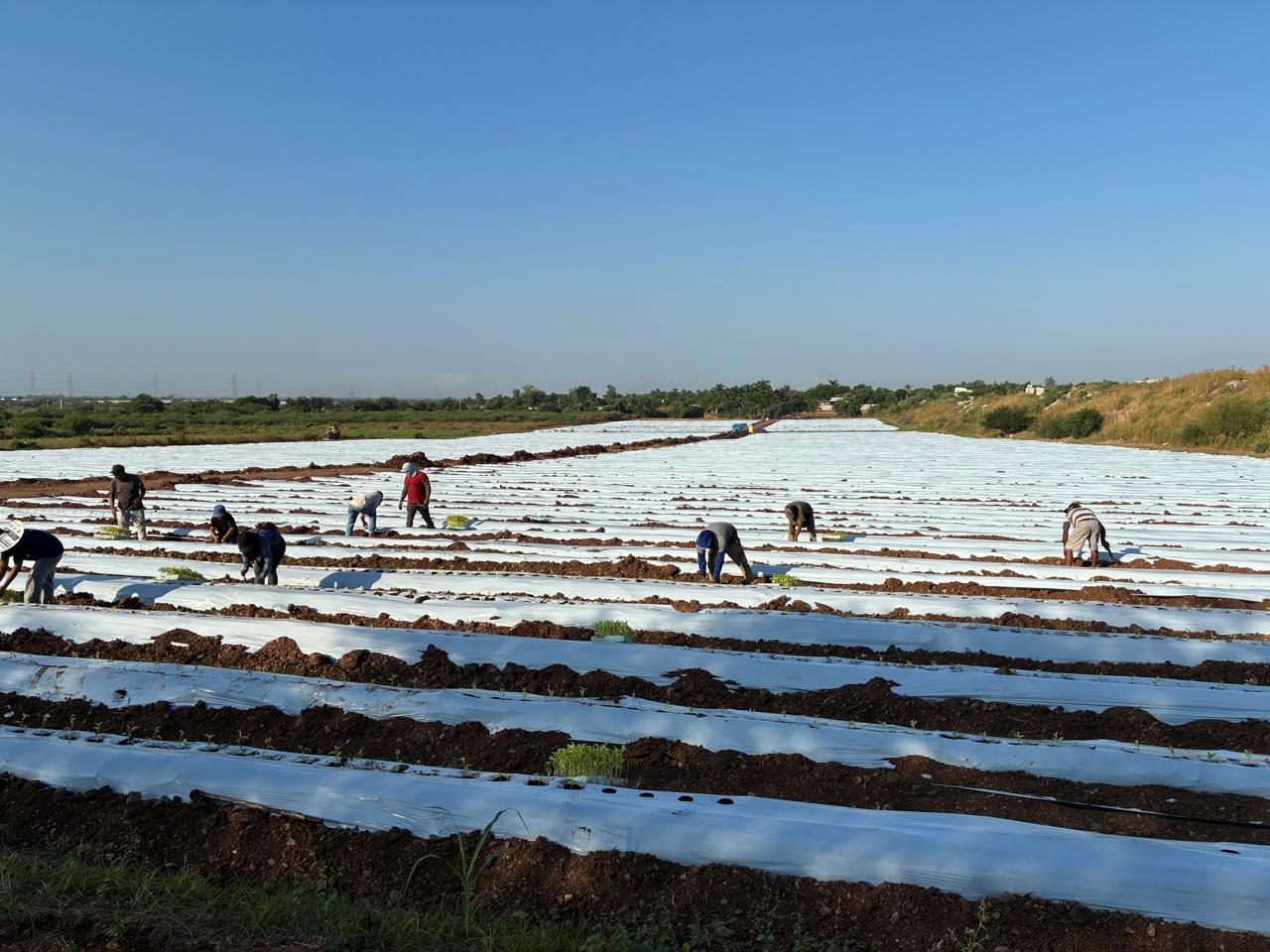 Terragénesis, Agro-Innovación y Agricultura Regenerativa: Comienza la Plantación de Pimentón Orgánico en México con Destino a California