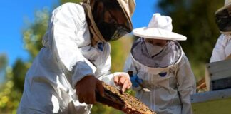 Desarrollarán jornada apícola para capacitar trabajo de apicultores en Biobío