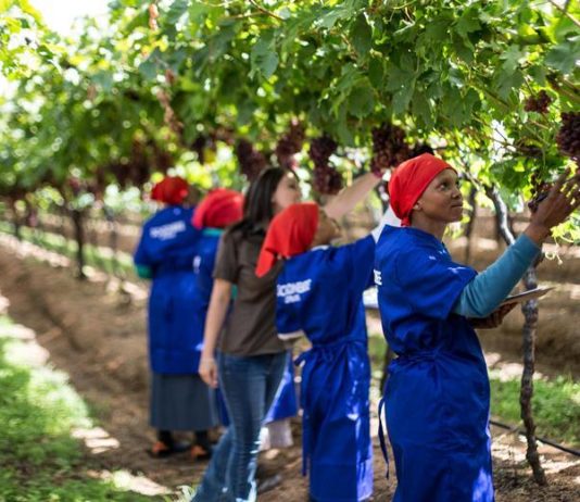 Sudáfrica / La industria sudafricana de uva de mesa prevé 80 millones de cajas de exportación mientras los aranceles estadounidenses fuerzan una estrategia de diversificación del mercado.