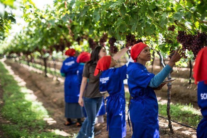 Sudáfrica / La industria sudafricana de uva de mesa prevé 80 millones de cajas de exportación mientras los aranceles estadounidenses fuerzan una estrategia de diversificación del mercado.