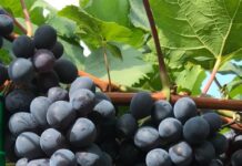 Alga marina aumenta la productividad y la resistencia de las vides Alga marina aumenta la productividad y la resistencia de las vides