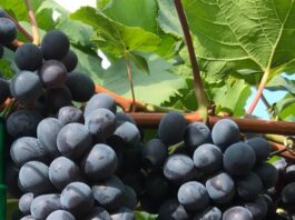 Alga marina aumenta la productividad y la resistencia de las vides