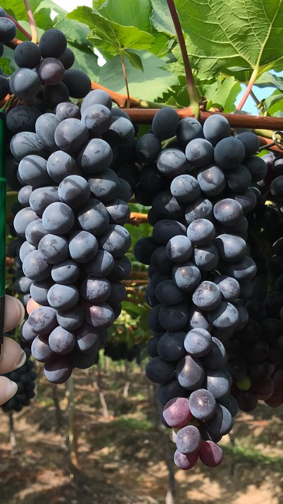 ACADIAN-LATAM-Alga-marina-aumenta-la-productividad-y-la-resistencia-de-las-vides-Foto-Banco-de-dados-acadian Alga marina aumenta la productividad y la resistencia de las vides