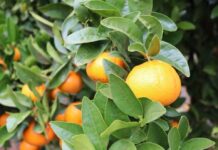 Abren postulaciones a curso gratuito de citricultura sustentable dictado por la Pontificia Universidad Católica Abren postulaciones a curso gratuito de citricultura sustentable dictado por la Pontificia Universidad Católica