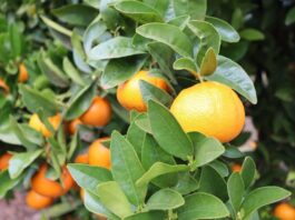 Abren postulaciones a curso gratuito de citricultura sustentable dictado por la Pontificia Universidad Católica