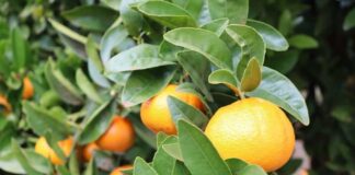 Abren postulaciones a curso gratuito de citricultura sustentable dictado por la Pontificia Universidad Católica