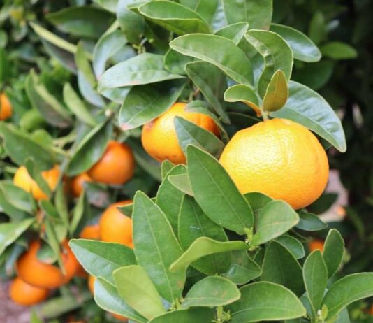 Abren postulaciones a curso gratuito de citricultura sustentable dictado por la Pontificia Universidad Católica