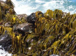 Algas marinas chilenas, una solución sustentable que podría transformar la industria alimentaria Algas marinas chilenas, una solución sustentable que podría transformar la industria alimentaria