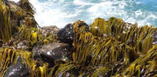 Algas marinas chilenas, una solución sustentable que podría transformar la industria alimentaria