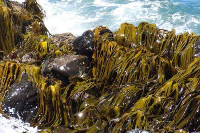 Algas marinas chilenas, una solución sustentable que podría transformar la industria alimentaria Algas marinas chilenas, una solución sustentable que podría transformar la industria alimentaria